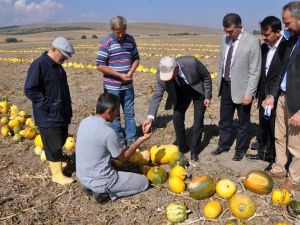 Altıntaş’ta ’Çerezlik kabak’ hasadı başladı