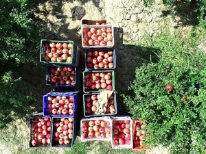 Denizli’de 1 milyon 400 bine yakın ağaçta 44 bin 131 ton nar üretimi yapılıyor