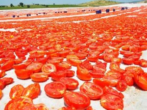 Kınık’ta ’kırmızı altın’ bereketi