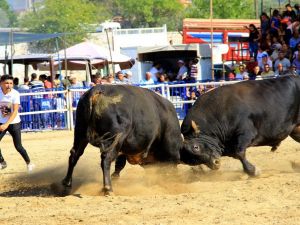 Boğalar ‘Muğla Şampiyonası’ için arenaya çıktı