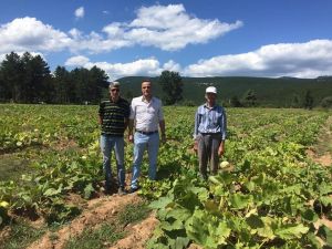 Simav’da çerezlik kabak hasadı