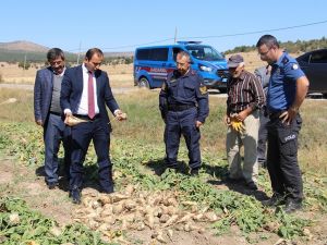 Dumlupınar’da şeker pancarı bereketi