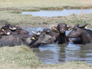 Manisa’da Afrika’yı andıran görüntüler