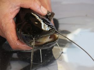 Aydın’da yayın balığı ile 10 milyonluk gelir elde edilecek