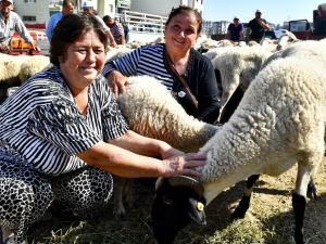 İzmir Büyükşehir, Aliağalı üreticilere küçükbaş hayvan hibe etti