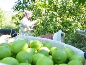 Muğla’da hasat zamanı