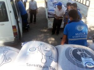 Büyükşehir’den hayvancılığa yem bitkisi desteği