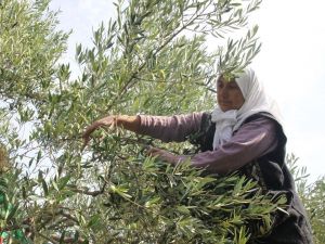Zeytin ve zeytinyağı ihracatçıları kendileri ve üreticilere verilen desteklerin arttırılmasını istedi