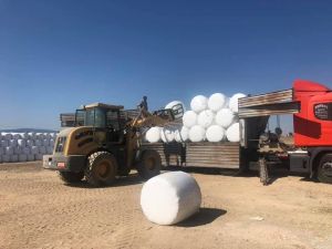 Uşak ve Afyonkarahisarlılu besiciler silaj ihtiyacını Aslanapa ilçesinden karşılıyor