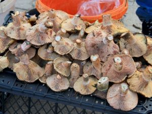 Çıntar sezonu 20 TL’den açıldı