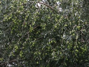 Zeytinde rekolte beklentisi 1 milyon 515 bin ton