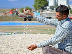 16 bin ton çerezlik ayçiçeğinden 150 milyon TL’lik gelir bekleniyor