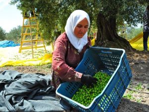Vatandaşa sahte zeytinyağı uyarısı