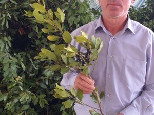 Ödemiş’te defne yaprağı çok, işletmesi yok