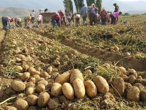 Patates üreticisinde 1,5 lira beklentisi