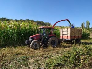 Pazarlar’da silajlık mısır hasadına başlandı