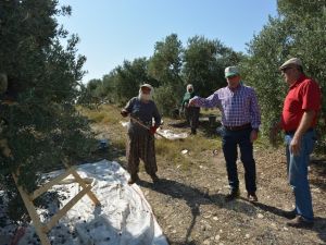 Zeytinde rekolte üzdü, fiyatlar sevindirdi