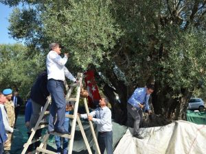 Bin 657 yaşındaki ağaçtan zeytin hasadı