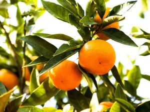 Mandalinanın ihracat yolculuğu 18 Ekim’de başlıyor