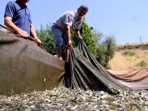 Denizi olmayan Manisa’nın yüzü balıkçılıkla gülecek