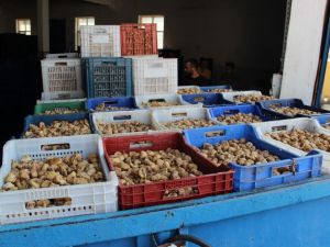 Üreticiler incirlerini TMO’ya satıyor