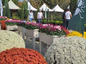 "Ödemiş’te 2 bin aile bitki üretimi ile uğraşıyor"