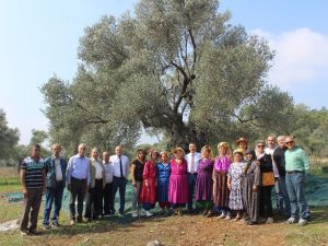 Ata Ağaç ‘gelecek nesil’ için hasat edildi