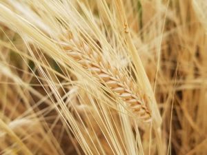 Kuraklık Sigortasında ödemeler tamamlandı