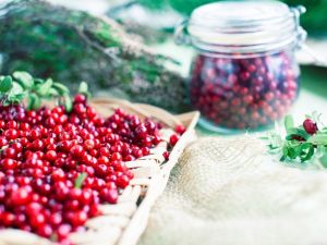 Kekreyemiş, kan şekeri ile insülini dengeliyor