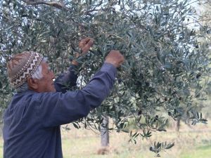 Milas Belediyesi’nden satılık yeni mahsul zeytinler