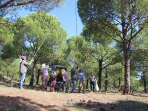Ormandaki fıstık çamı hazinesi