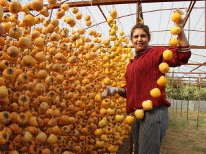 Kuru incire alternatif cennet elması kurusu