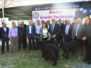 Muğla Büyükşehirden kadın üreticilere “Kıl Keçisi” desteği