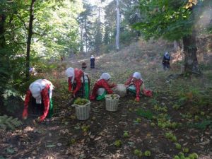 Simav kestanesi 7 bin kişiye ekmek kapısı oldu