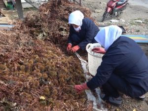 Ortadoğu ve Arap ülkelerinin ağzı ‘şekercik kestane’ ile tatlanıyor