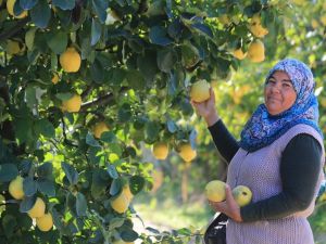 Beyaz cennet travertenlerinden sonra ‘ayvası’ ile de dünya pazarında