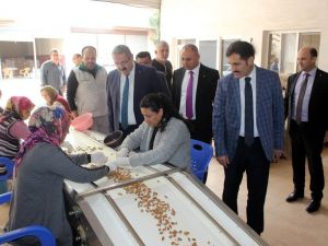 Salihli ceviz ve badem diyarı olma yolunda ilerliyor