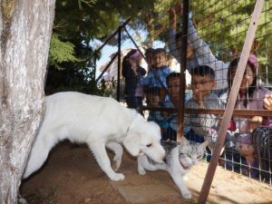 Kedi ve köpeğin dostluğu okulda pekişti
