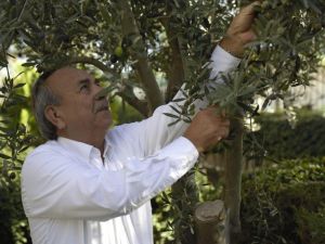 Tariş Zeytinyağı Birliği zeytinyağının fiyatını açıkladı