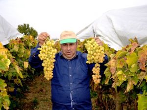 Üzüm üreticisi dünyaya açılmak için hava kargo istiyor