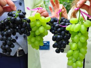 Üzümde ikinci hasat hayali gerçek oldu