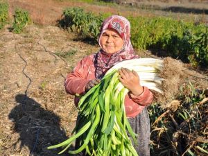 150 yıllık ata tohumlarıyla üretilen pırasa