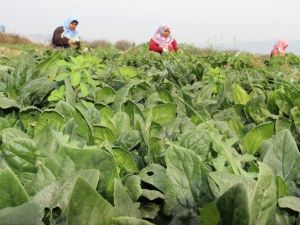 Fiyatlar dip yapınca ıspanak üreticisi perişan oldu