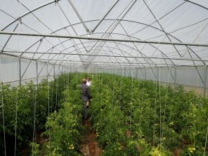 Manisa’da seracılıkta büyük artış