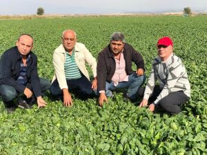 Ispanak tarlada 80 kuruşa düştü