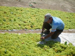 Türkiye çekirdeksiz kuru üzüm üretimi ve ihracatında birinciliğini tescilledi