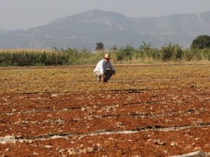 Manisa, kurutmalık ve sofralık çekirdeksiz üzüm üretiminde ilk sırada