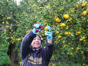 Bodrum’da mandalina hasadı başladı