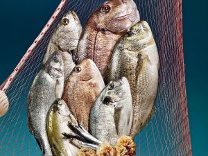 Balıklar bu yarışma ile meşhur olacak