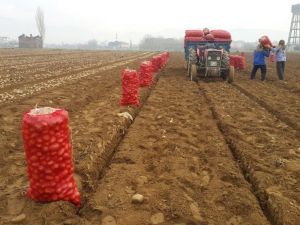 Patates üreticisi fiyattan memnun değil